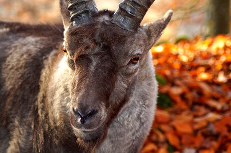 Animal world head face
