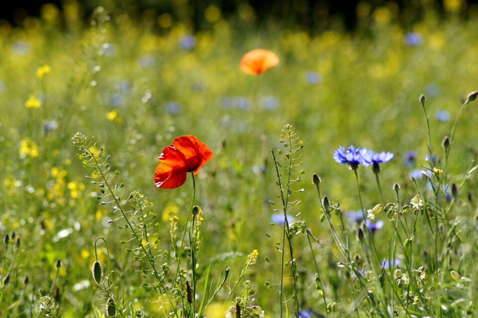 Flowers poppy cornflower