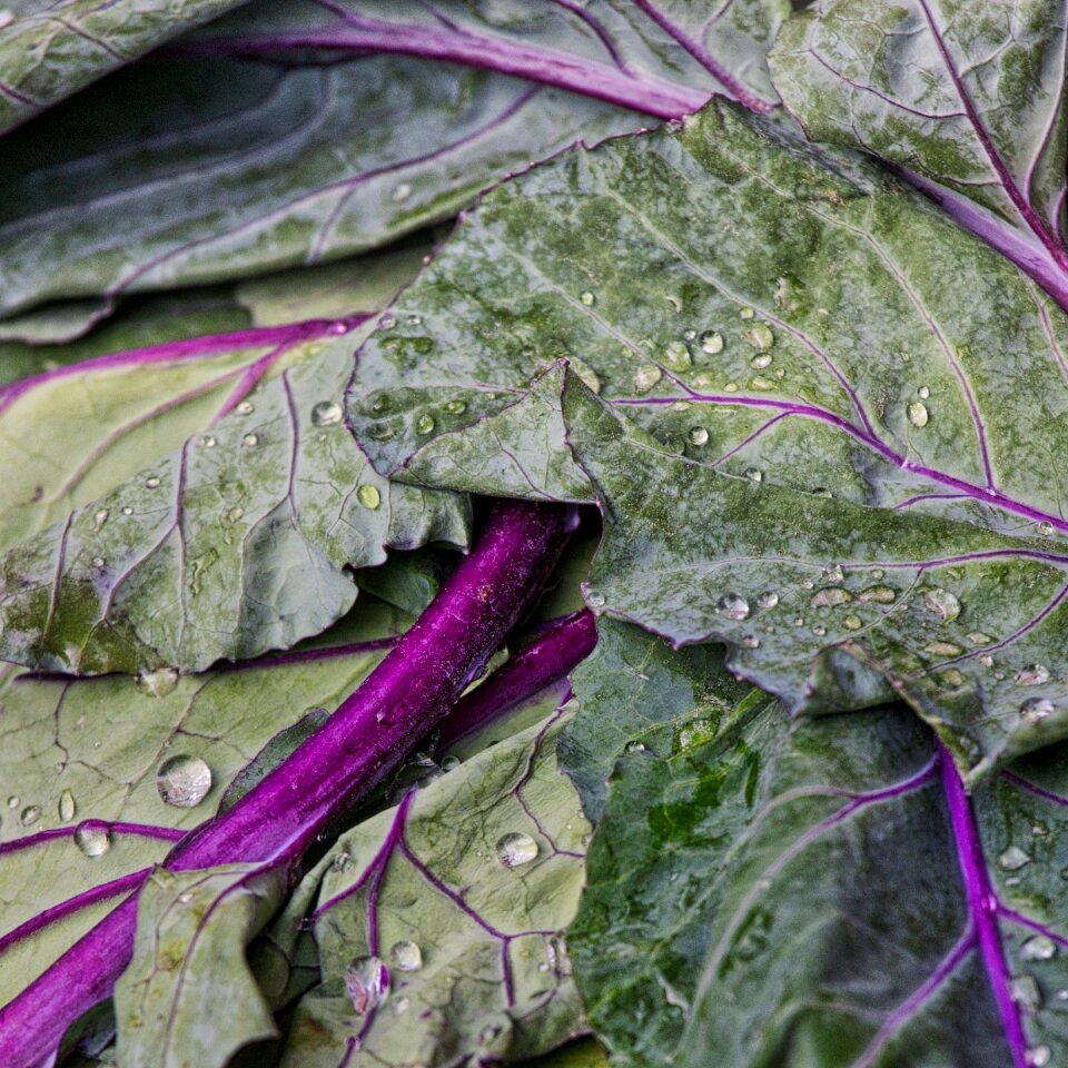 Vegetables food healthy