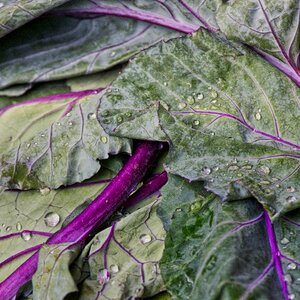 Vegetables food healthy