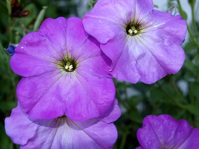 Flowering spring summer
