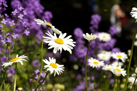 Wild flowers nature wildflowers photo