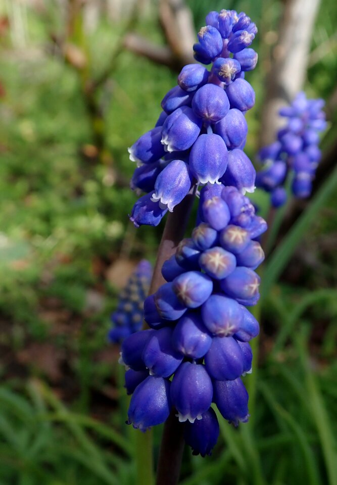 Grape hyacinth bulbs garden nature