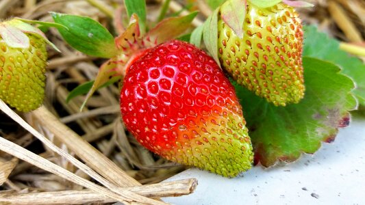 Garden strawberry food berries photo