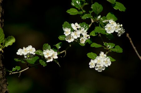 Spring sunny petals photo