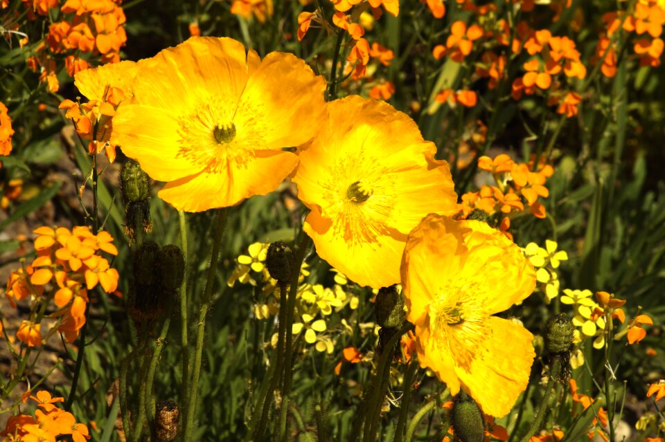 Blossom bloom yellow photo