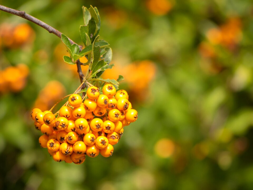 Yellow berries autumn september