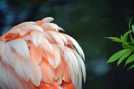 White ruffled bird