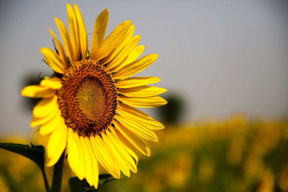 Agriculture summer sun