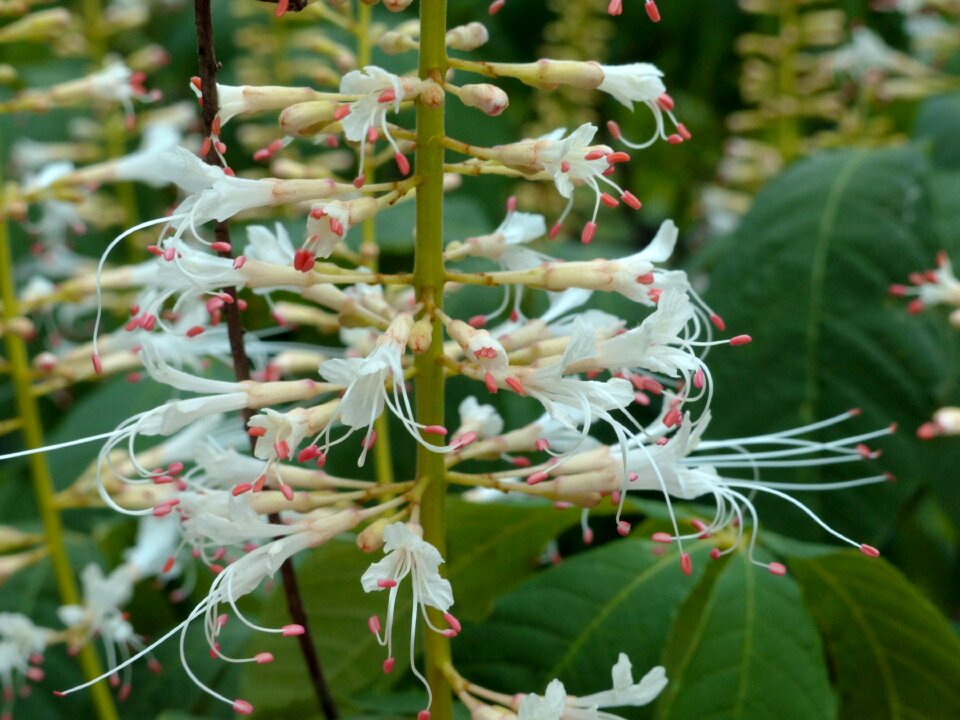 Bush plant summer
