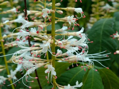 Bush plant summer