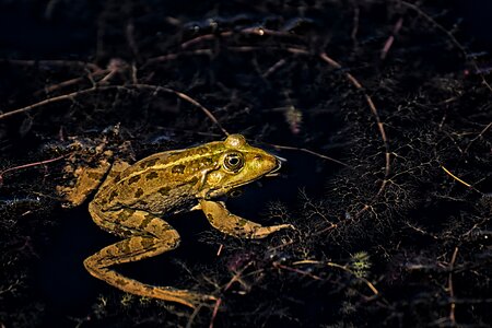 Water frog frog pond high