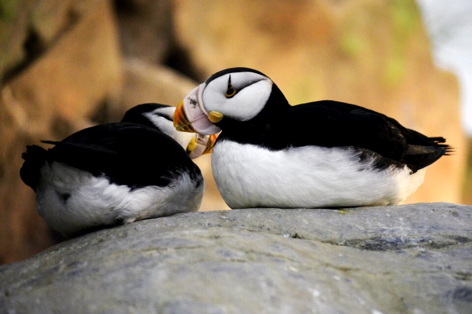 Together love animals