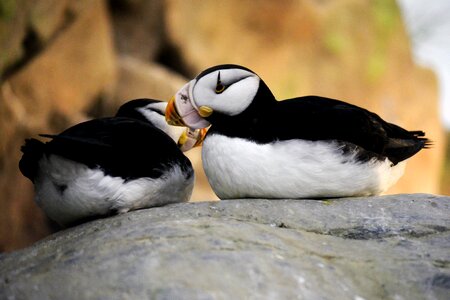 Together love animals