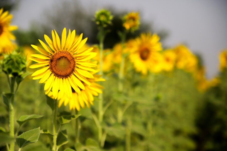 Agriculture summer sun