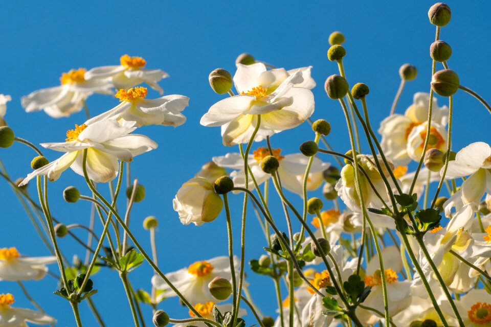 Petals nature sky