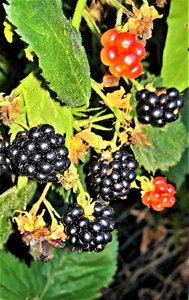 Wildwachsend nature fruits photo