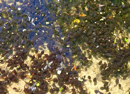 Amphibians water nature