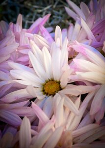 Pink autumn flowers
