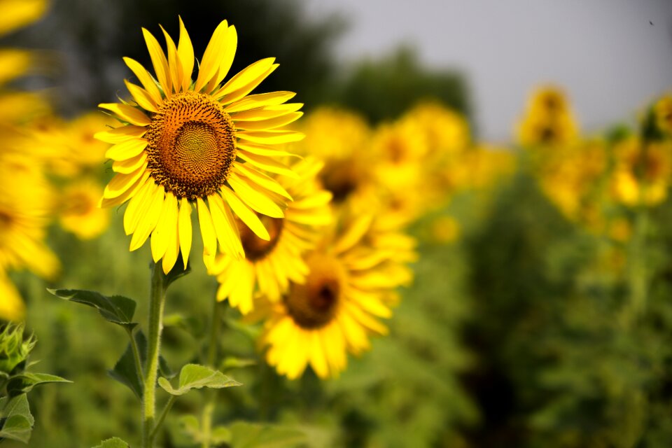 Agriculture summer sun
