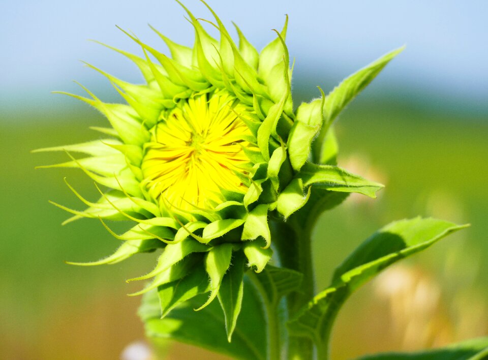 Flower nature plants