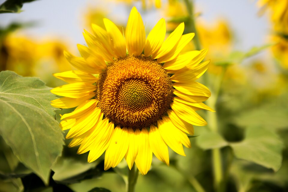 Agriculture summer sun