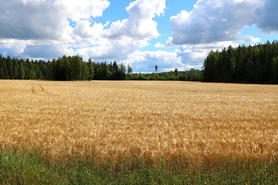 Barley countryside agriculture