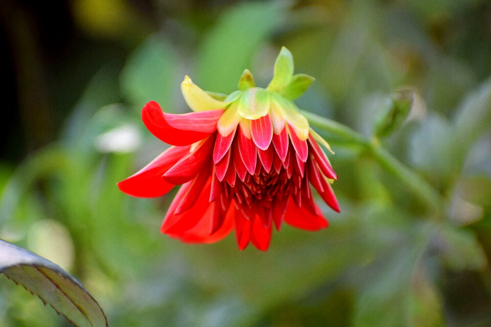 Blossom bloom plant