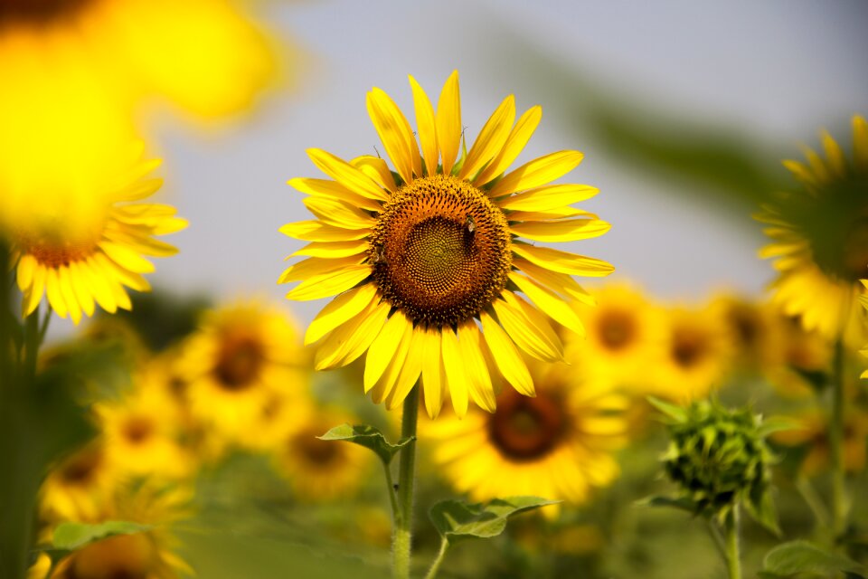 Agriculture summer sun