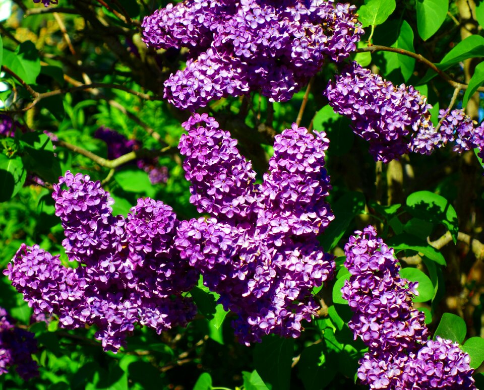 Plant bush nature
