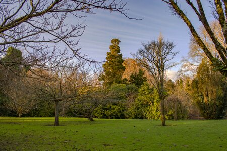 Sunset evening trees photo