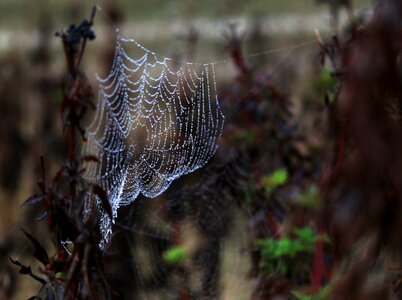 Dew nature dewdrop
