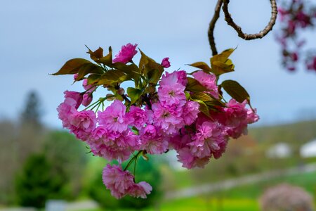 Branch leaf garden