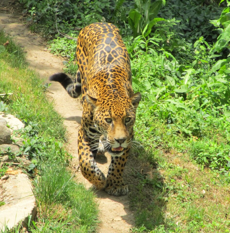 Nature predator wildlife