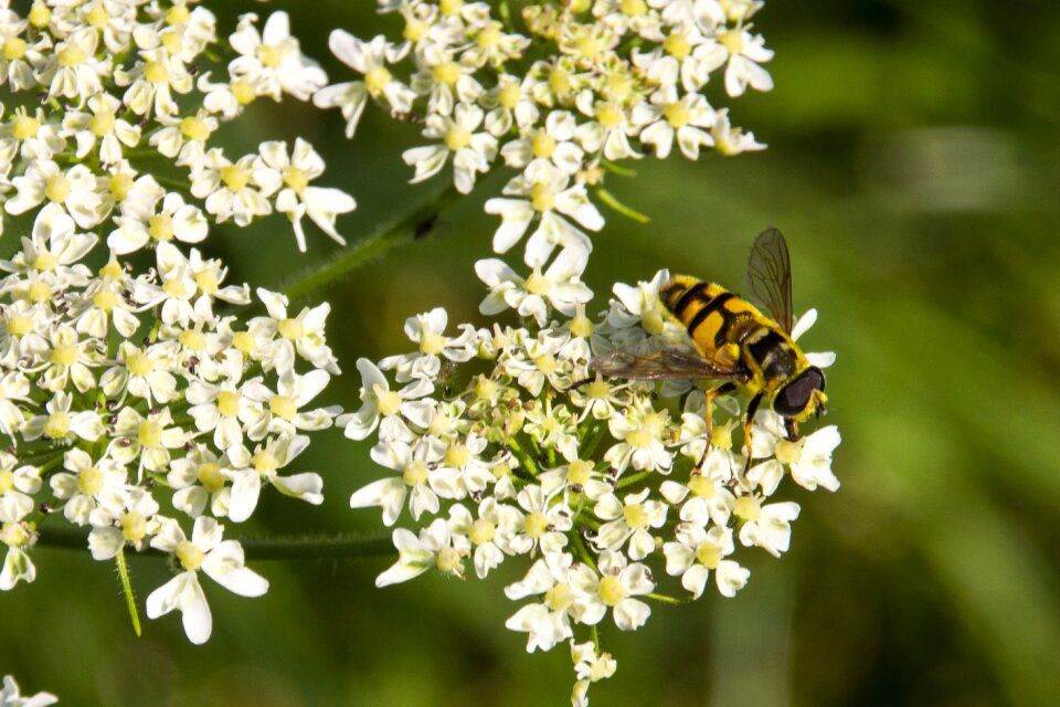 Insect blossom bloom