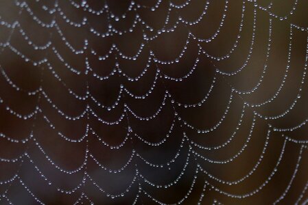 Dew nature dewdrop