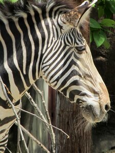 Nature striped mammal