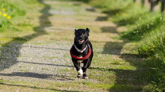 Cute puppy happy photo