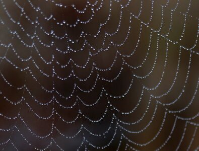 Dew nature dewdrop