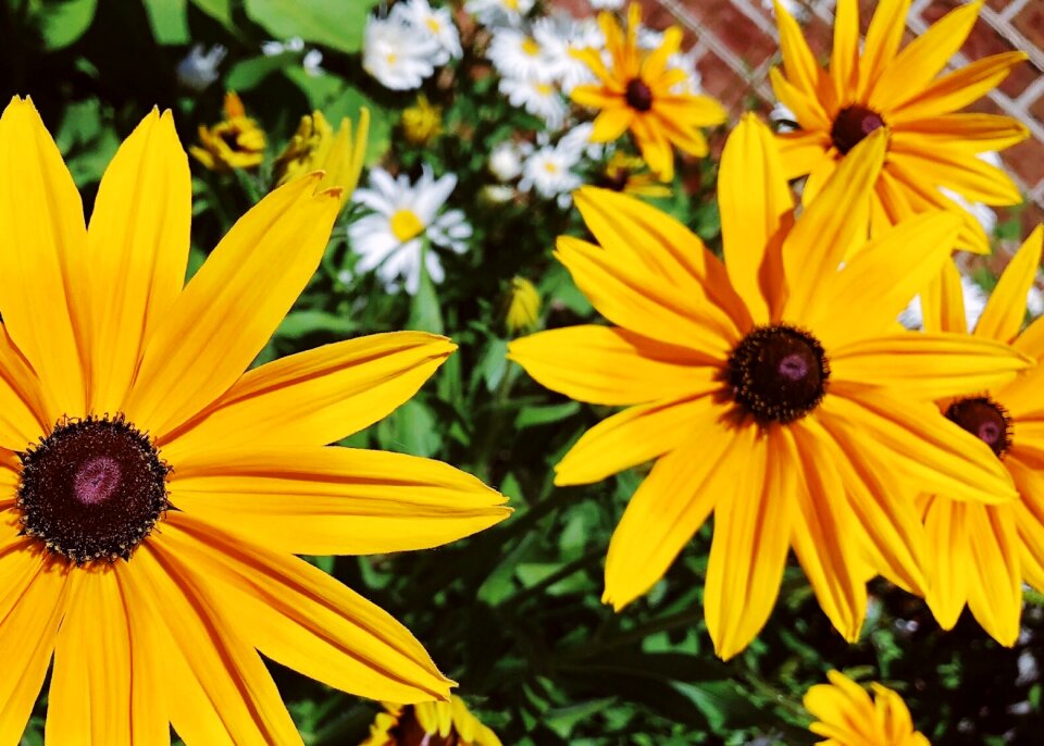 Nature yellow summer