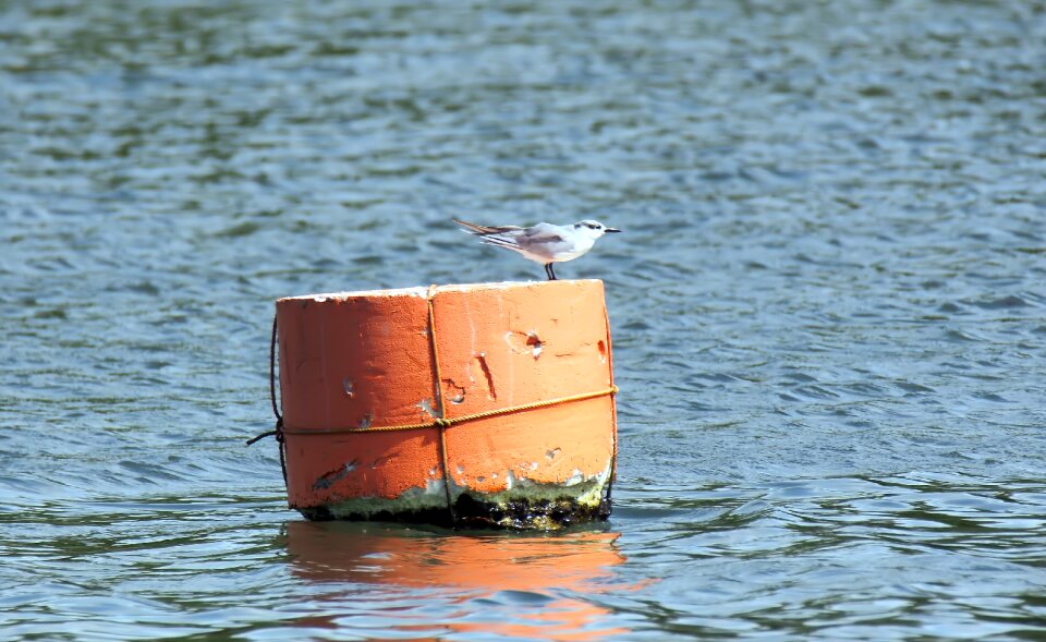 Migratory little tern