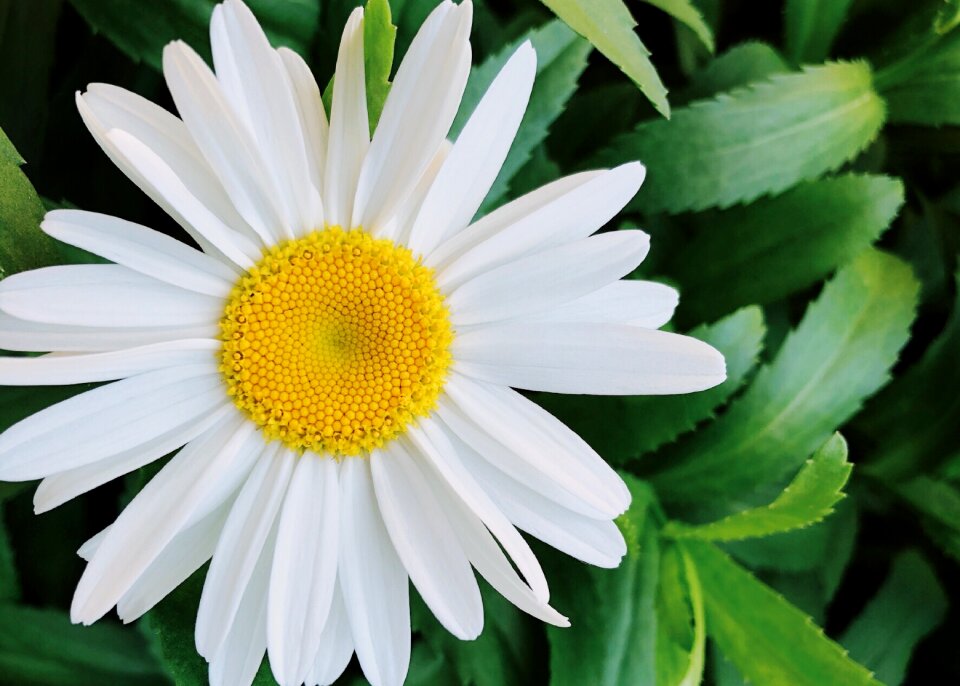 Nature plant bloom