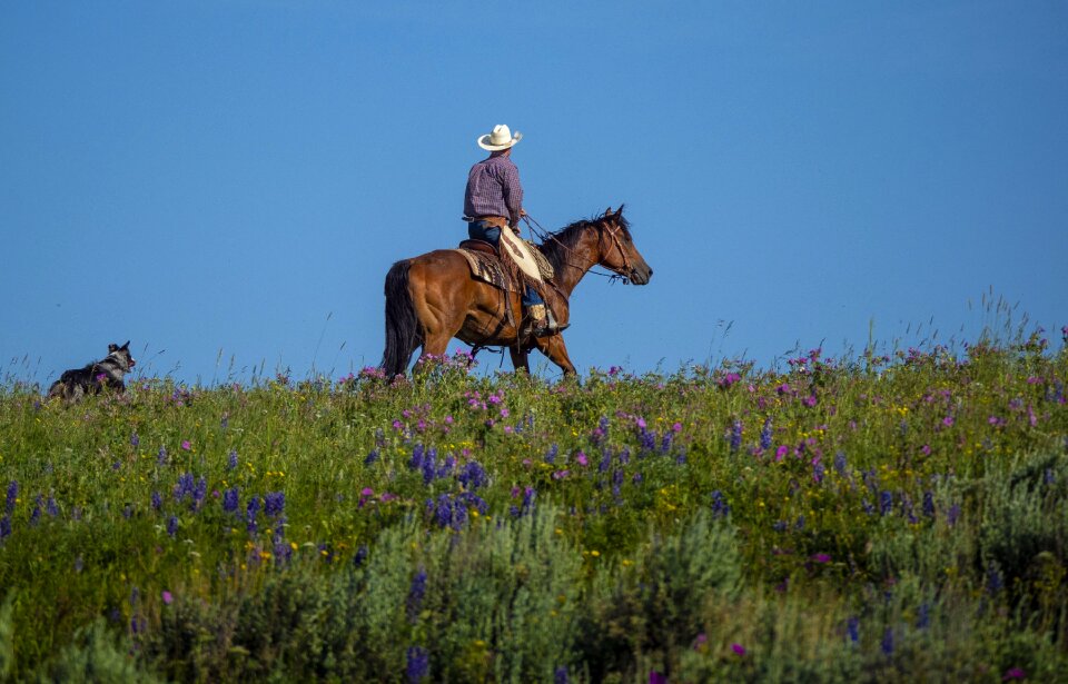 Horse rider country
