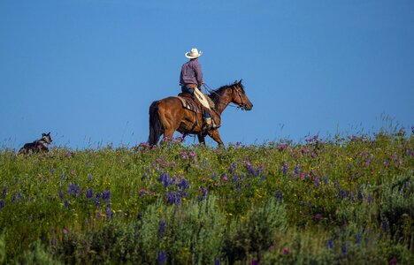 Horse rider country photo