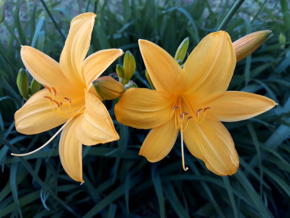 Garden summer bright