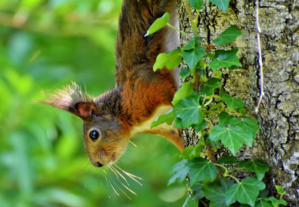 Animal nager forest animal