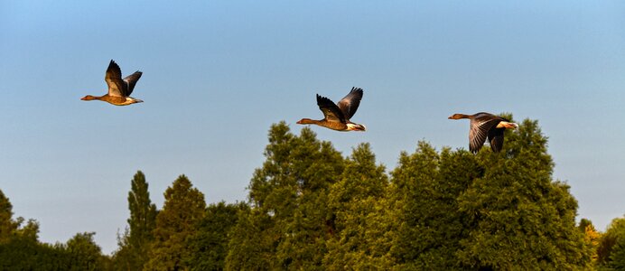 Animal wildlife flight photo