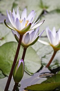 Closeup flower aquatic