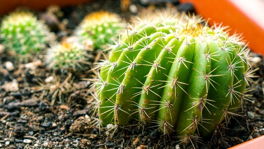 Cactus plant thorns photo