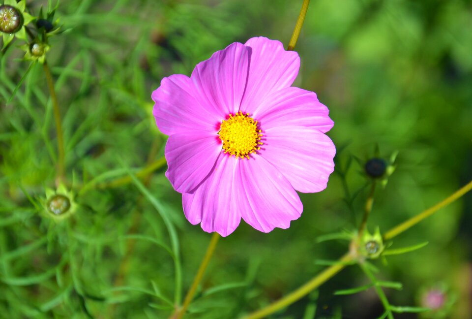Garden flower plant